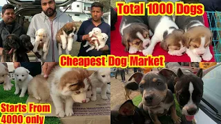 Cheapest Dog Market Outside Dog Show Nawanshahar Punjab 2021