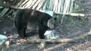 Monster Black Bear 21 12/16 B&C Skull Hunting with Mike's Outfitting