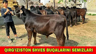 QIRG’IZISTON SHVES BUQALARI 90-629-99-01 KELDI ARZONCHIGA