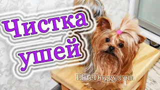 Как почистить уши собаке, чистка ушей у йорка