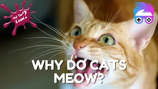 Why Do Cats Meow? The Surprising Meaning Behind Your Cat's Meows...