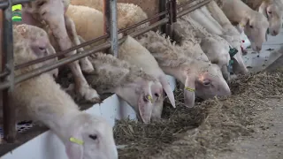 (FREE)Design of China's Modern Sheep Farm - GREAT FARM