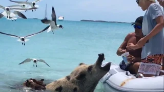 S4: E9 Swimming Pigs, Big Majors Cay, Exumas, Bahamas