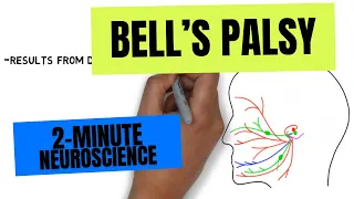 2-Minute Neuroscience: Bell's Palsy