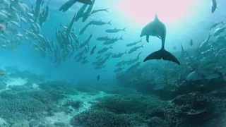 Swimming with Dolphins in 360° on the Great Barrier Reef
