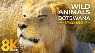 Close Up Wild Animals of Mabuasehube, Botswana - 8K African Wildlife Film