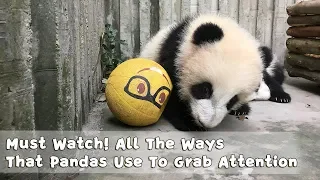 Must Watch 2 ! All The Ways That Pandas Use To Grab Attention | iPanda