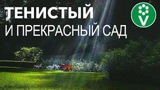 Что посадить в тени? Эти КУСТАРНИКИ наполнят тенистые уголки сада яркими красками