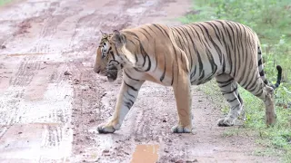 Tiger roar up close in 4K | Big male TIGER drinking water, scent marking | Royal Bengal Tiger safari