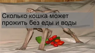 Сколько кошка может прожить без еды и воды