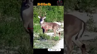 ☄️Big Hit! Big Deer 30-06 #texas #caceria #hunting #scopecam #viral #ranch #reddot #shorts #shooting