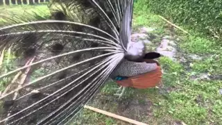 Angry Peacock