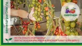 МЕЧТА ЛЮБОГО ОГОРОДНИКА! ФАНТАСТИЧЕСКИ КРАСИВЫЙ И ВКУСНЫЙ ТОМАТ ЧЕРРИ ВЕРА F1