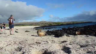 Galapagos Islands Wildlife