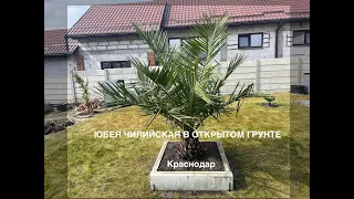 Сажаю пальму "Юбея Чилийская" в открытый грунт. Jubaea Chilensis. #palm