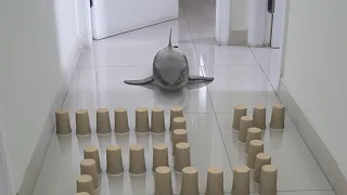 Baby Shark - Cup maze challenge