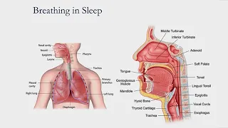 Snoring and Sleep Apnea: What is It and How Do I Stop?