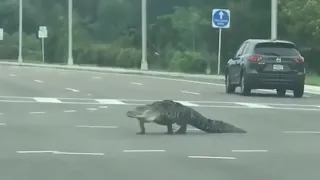 Scary Crocodile Encounters on the road - Aligator Close Encounter
