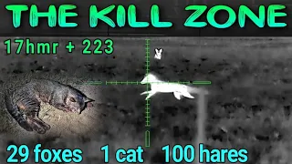 29 foxes • 100 hares • The Kill Zone • 223 • 17hmr
