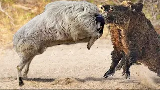 Wild Rams Vs Boar - That's Why You Should Avoid Wild Ram Horns! - PITDOG