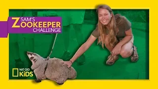 Badger in Training | Sam's Zookeeper Challenge