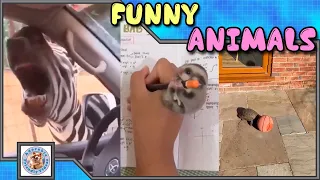 Compilation of funny animals! #022 Choose what you liked most and leave a comment! Subscribe!