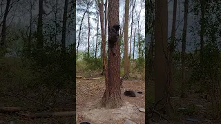 🌳Amazing Tortie Scaling Tree's With Ease! #shorts