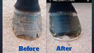 hoof burn and satisfying shoeing