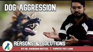 Dog Aggression Problem: Real Reason Behind Aggression & How To Control It | @PupkittPetCare