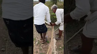 Wild Rabbit in the nets of villagers #rabbit #forest