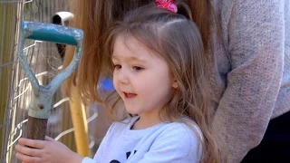 Adoptive parents, birth father battle for custody of 3-year-old girl | ABC News