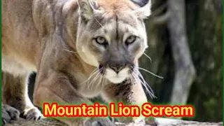 What sound does a mountain lion make? | mountain lion scream | mountain lion sound | cougar sound