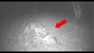 Coyote Attacks Deer - Caught on Trail Cam