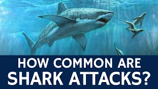 What are the Odds of Being Attacked by a Shark – Quick Animal Facts