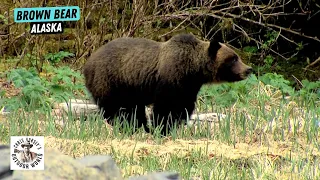 8-Day Hunt for Brown Bear in Alaska Bush