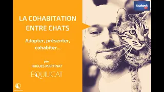 La cohabitation entre chats !