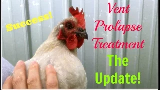 Vent Prolapse Treatment~The Update!