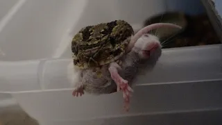 Pit Vipers Striking mice and Dream snake feeding!