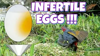 10 Common Causes of Infertility in Birds | Birds Mating