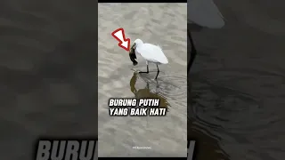 Tindakan Mulia Seekor Burung