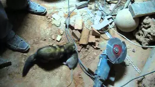 Домашний хорек загрыз крысу в подвале