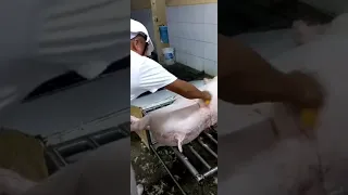 Procedure on how to slaughter a swine