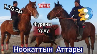 ТАНК  КАЙТБАС Аламан Улактын Аты  Чыкты 1.70 см / Тору  Күлүк Экен