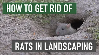 How to Get Rid of Rats in Gardens & Ornamental Landscapes