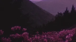 "June" by Florence + the machine but you're in a flower field during sunset {slowed + reverb}