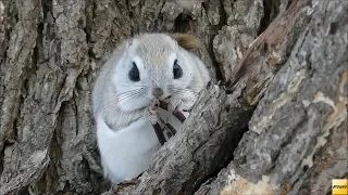 エゾモモンガ発見! 北海道・札幌近郊