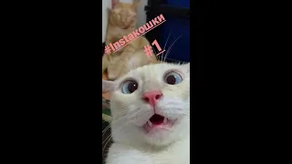 #Instaкошки, смешные коты и котики 2020, приколы про котов до слез –  Funny Cats