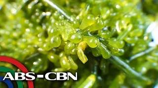 Salamat Dok: Health benefits of Lato | Cure Mula sa Nature