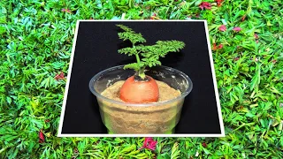Чай из морковной 🥕 ботвы круглый год. Уникальный 💥 целебный эффект!