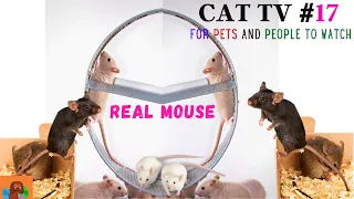 CAT TV 🐱 The BEST compilation of REAL Mouse Spinning on Ferris Wheels for CATS to watch🐭